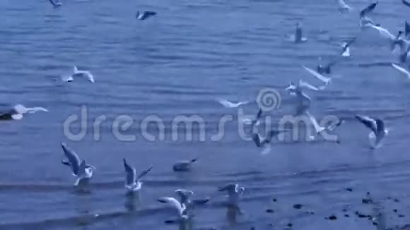 许多海鸥在海上海滩上飞翔视频的预览图