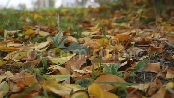 黄叶卧在绿草如茵的草坪上秋天的风景自然视频的预览图