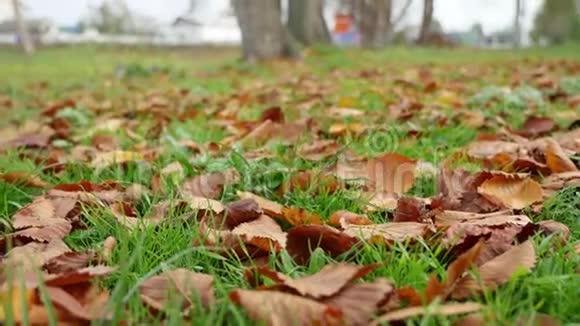 黄叶卧在绿草如茵的草坪上秋天的自然景观视频的预览图