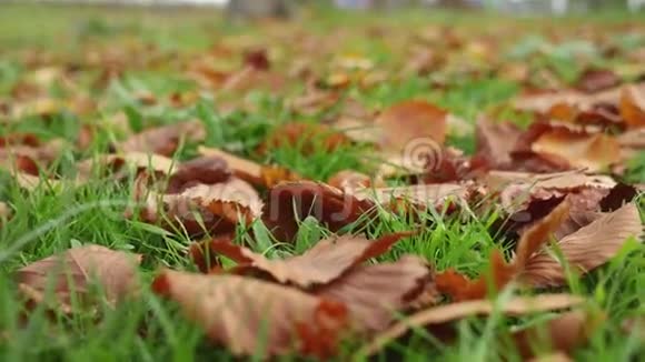 树叶躺在绿黄的草地上秋天的自然景观视频的预览图