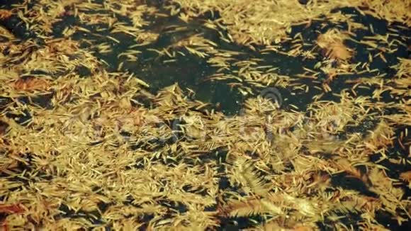 水杉叶片漂浮在波光粼粼的湖面上粉末碎屑视频的预览图