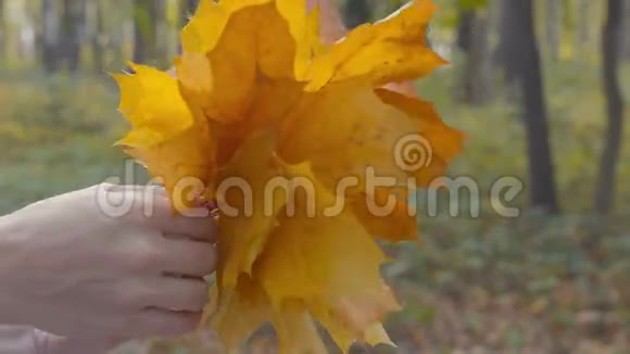 黄色的枫叶在视频的预览图