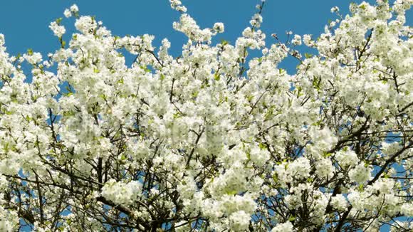 白色樱花树变焦视频的预览图