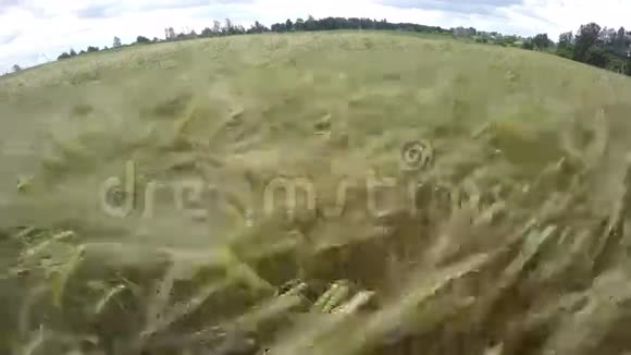 美丽的夏末大麦在风中延时4K视频的预览图