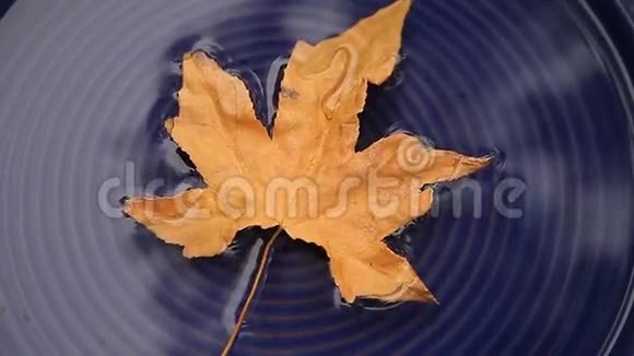 秋天的叶子在水上视频的预览图