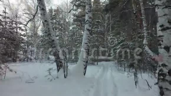 在美丽的冬季混合森林中滑雪道视频的预览图