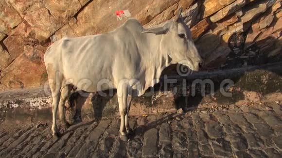 印度山区的圣牛视频的预览图