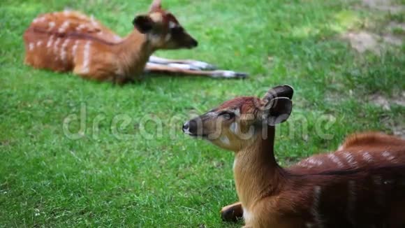 两只年轻的羚羊西坦噶视频的预览图