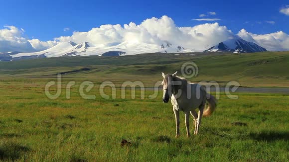 一匹白马在山上的草地上视频的预览图