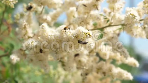 昆虫从树枝上盛开的黄色花朵中采集花蜜特写镜头慢动作蜜蜂采集花蜜视频的预览图