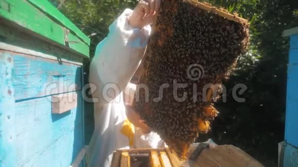 蜜蜂饲养员在蜜蜂蜂群框架内工作的多色蜂窝慢动作视频视频的预览图
