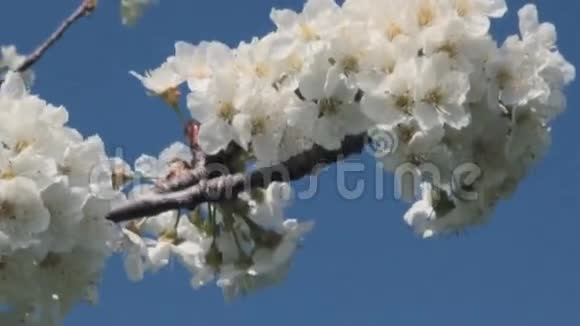 樱桃雪碧在风中摇摆视频的预览图