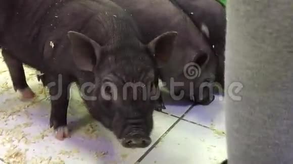 黑猪动物接触动物园的黑猪视频的预览图