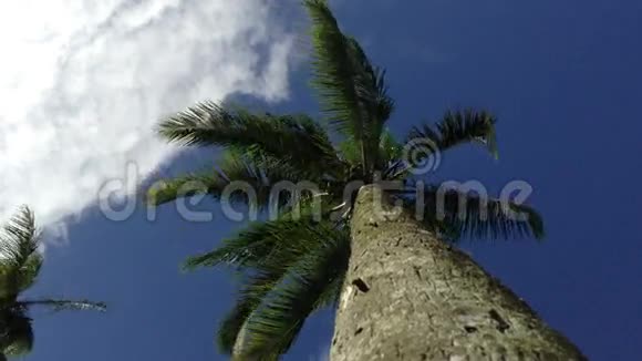 棕榈树在风中摇摆视频的预览图