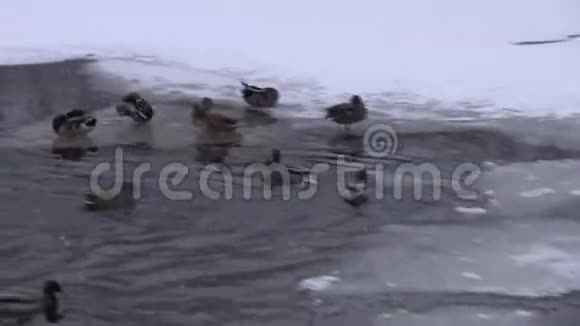 鸭子用一块食物追赶鸭子视频的预览图