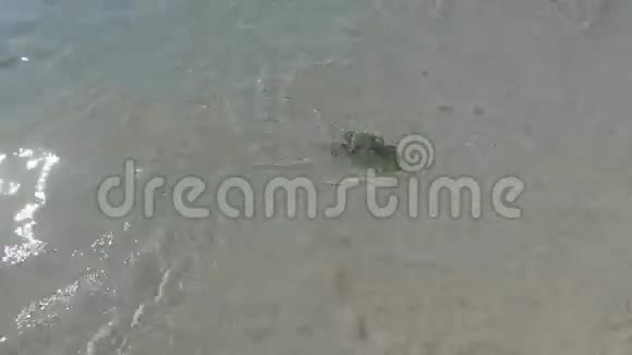 螃蟹在海滩上溅起海水视频的预览图
