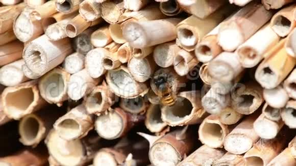 野生蜜蜂在由木材和竹棒制成的昆虫庇护所春天视频的预览图