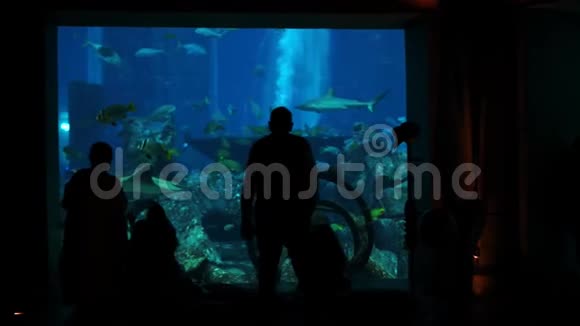 人们在迪拜观看大型水族馆视频的预览图