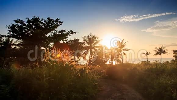 相机移动草棕榈剪影在太阳背光视频的预览图
