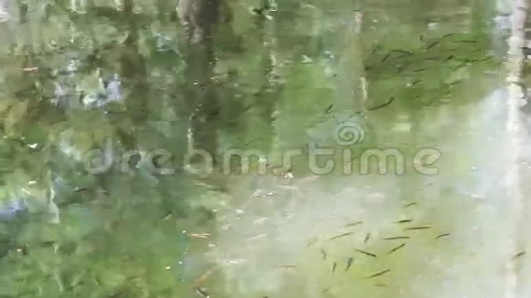 小鱼在森林湖里游泳视频的预览图