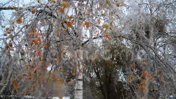 冬天下雨后桦树被冰覆盖着视频的预览图