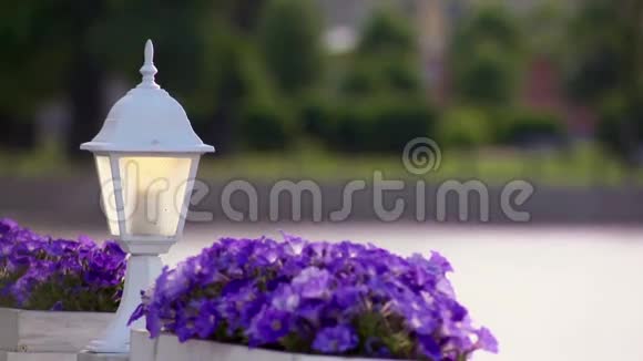 夏日的白色手电筒和两个花坛紫罗兰视频的预览图