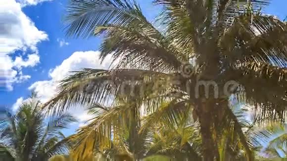 蓝天碧海的城市公园中的大型棕榈树视频的预览图