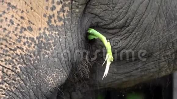 没有象牙的大象正在吃草靠近一只亚洲大象吃视频的预览图