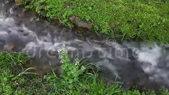 夏季森林中的河流视频的预览图