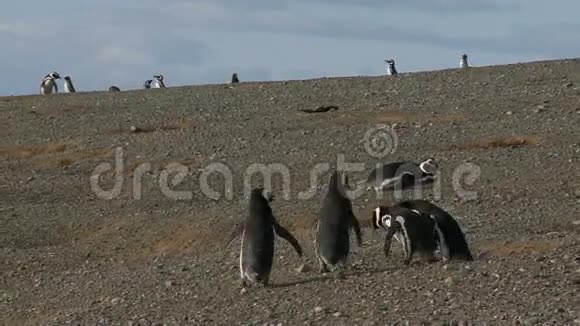 智利马格达莱纳岛的企鹅视频的预览图