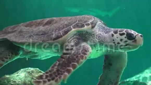 海龟和其他海洋动物视频的预览图
