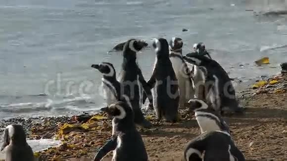 智利马格达莱纳岛的企鹅视频的预览图