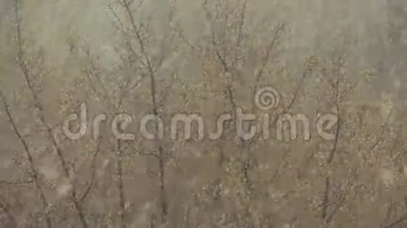 春天降雪下的树视频的预览图