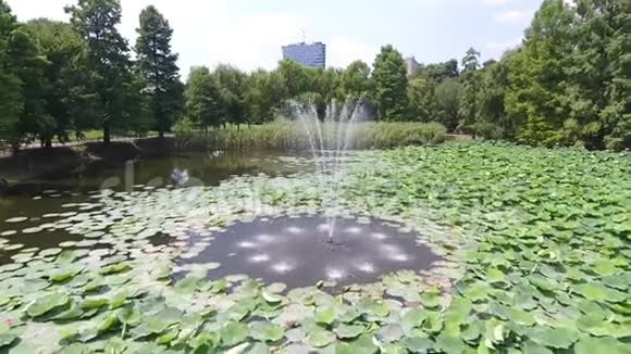 湖上睡莲鸟瞰视频的预览图