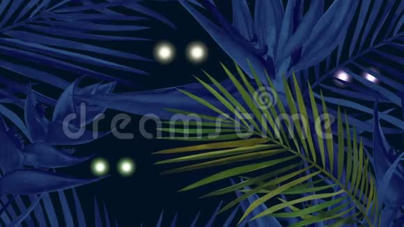 马达加斯加丛林在热带雨林的夜晚闪烁的眼睛视频的预览图