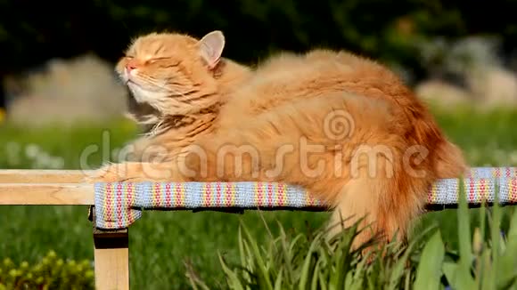 大姜西伯利亚猫躺在花园里视频的预览图