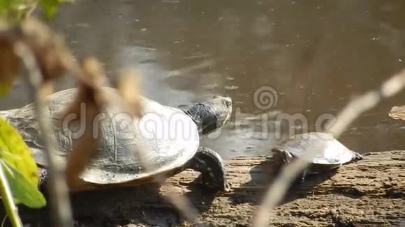 成人和青年彩绘龟岩太阳沐浴在潘达帕斯池塘公园VA视频的预览图