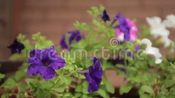 紫薇紫花牵牛花视频的预览图