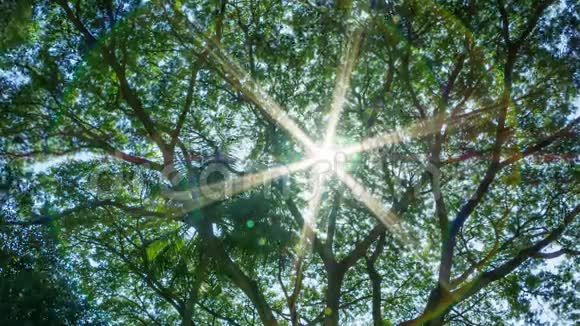 阳光透过热带树的叶子照耀视频的预览图