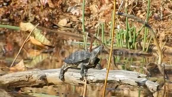 油漆海龟太阳晒在潘达帕斯池塘公园新港VA视频的预览图