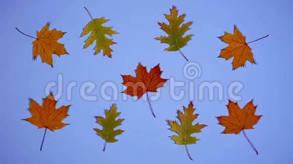 树叶在跳舞停止用蓝色背景的秋叶动画视频的预览图
