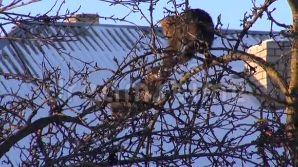 两只猫在冬天的苹果树上视频的预览图