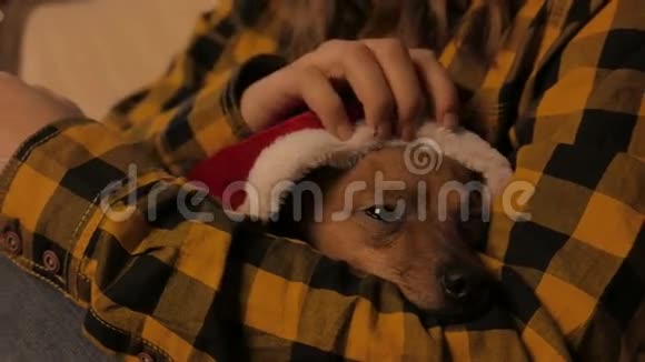 女孩怀里的小狗圣诞树和节日精神4KUHD视频的预览图