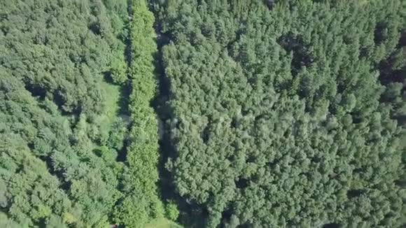夏天一条被松树森林包围的道路的鸟瞰图剪辑森林中道路的俯视图视频的预览图