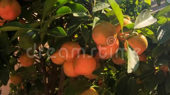 越南市场上的大橘子树视频的预览图