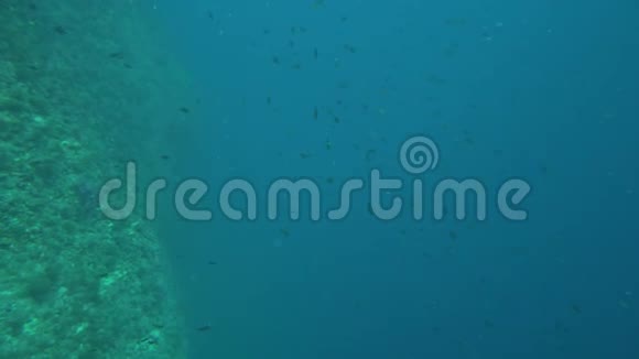 马洛卡岛附近地中海的一群小鱼视频的预览图