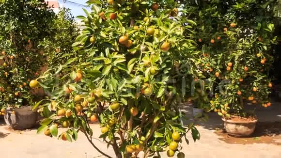 越南市场上的大橘子树视频的预览图