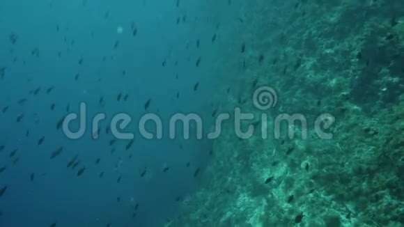 马洛卡岛附近地中海的一群小鱼视频的预览图
