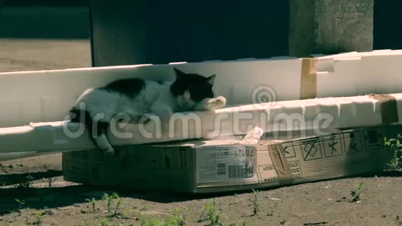野黑白猫睡觉视频的预览图