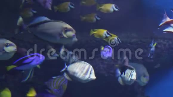 美丽的海洋水族馆有热带鱼类和珊瑚的录像视频的预览图